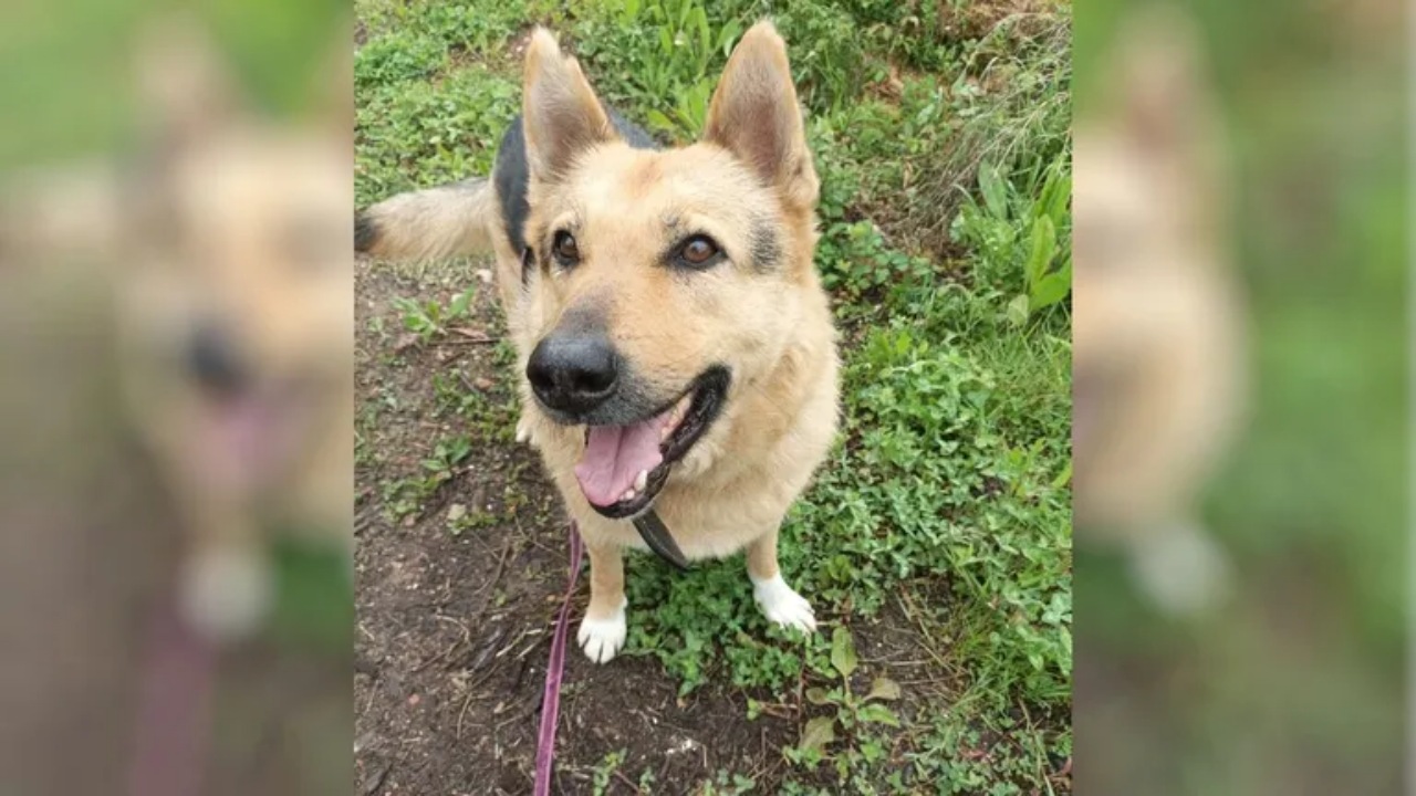 Cane incatenato per tutta la vita