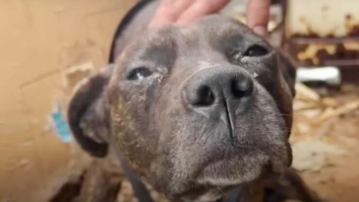 Cane paralizzato torna a camminare