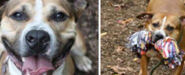 Cane resta per 9 anni in rifugio perché nessuno lo ha mai scelto