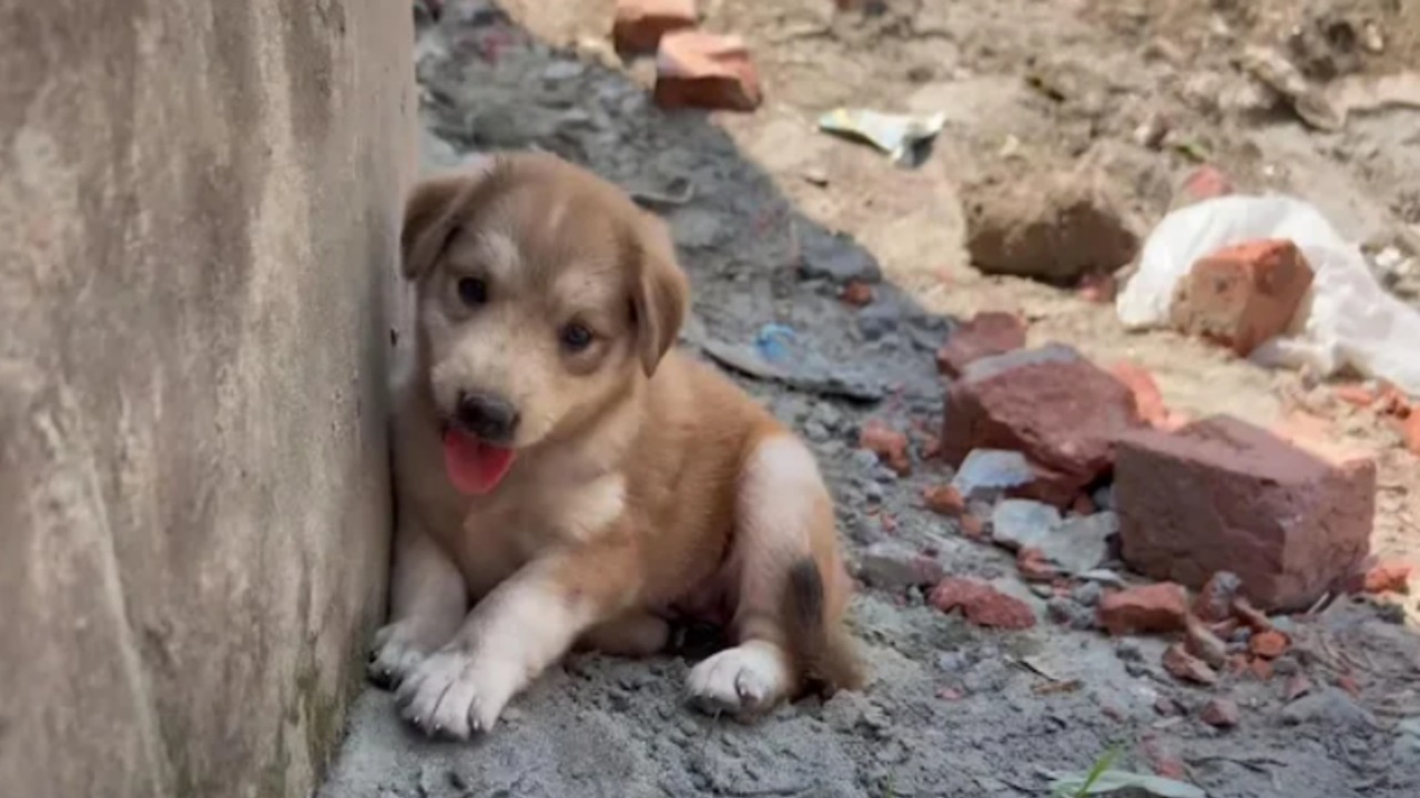 Cucciolo aveva paura e non si lasciava avvicinare