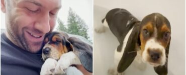 Cucciolo di Basset Hound scritto con i pennarelli