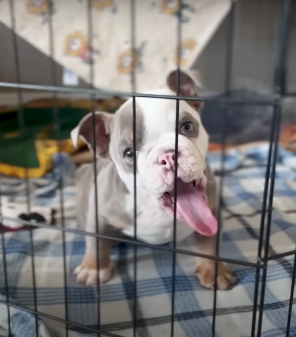 Cucciolo di Bulldog nasce con deformità