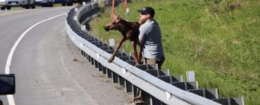 Cucciolo di alce si allontana dalla mamma