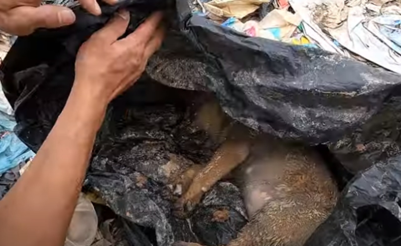 Cucciolo trovato nella spazzatura, chiuso in un sacco nero