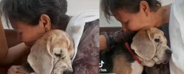 Donna dice addio al suo cagnolino e pubblica il video straziante