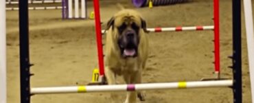 English Mastiff fa una corsa d'agilità