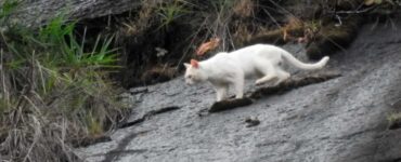 Giaguaro bianco o gatto?