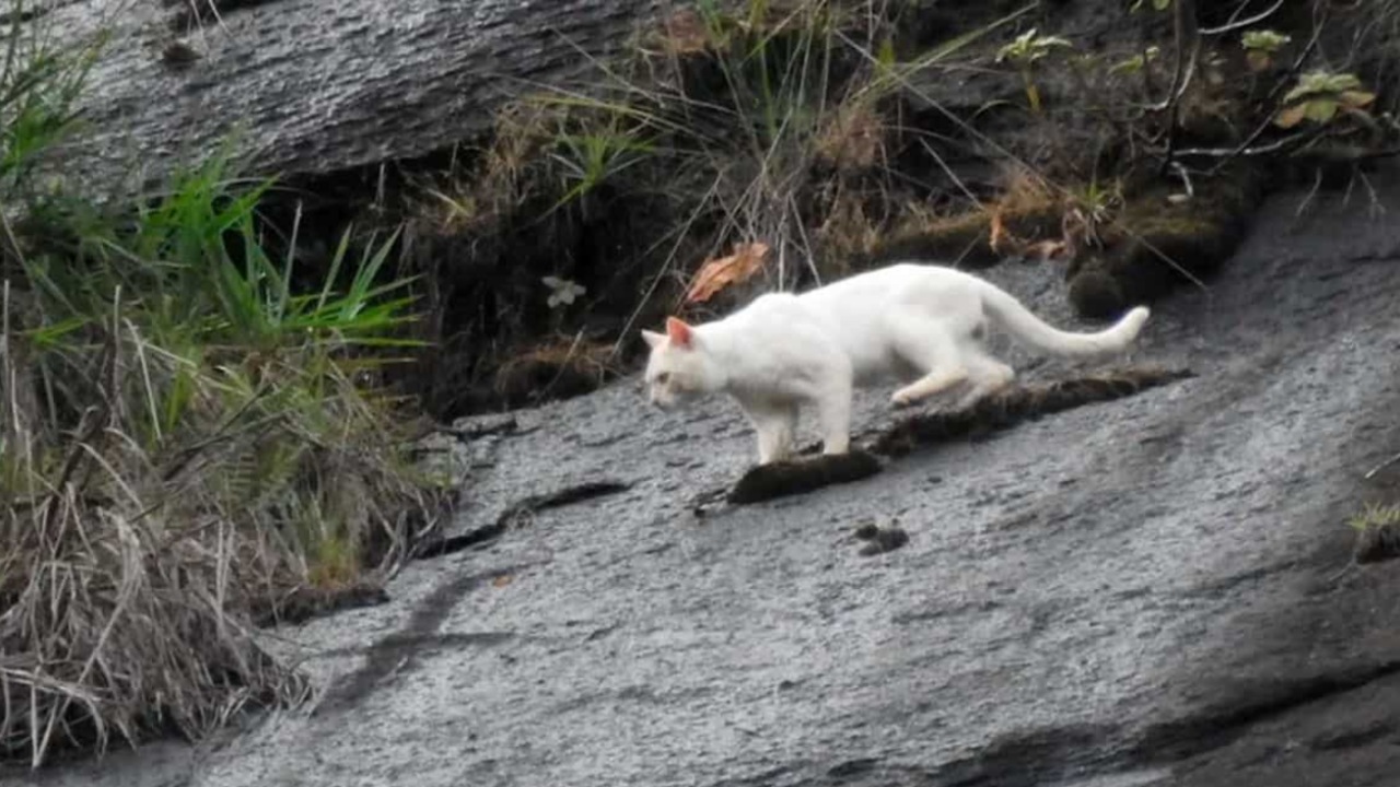 Giaguaro bianco o gatto?