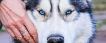 Husky si reca dietro le porte di un rifugio