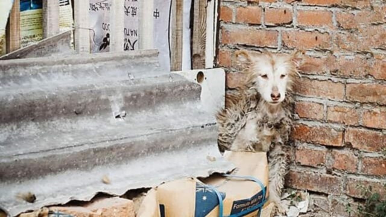 Husky ha paura e resta seduto in un angolo