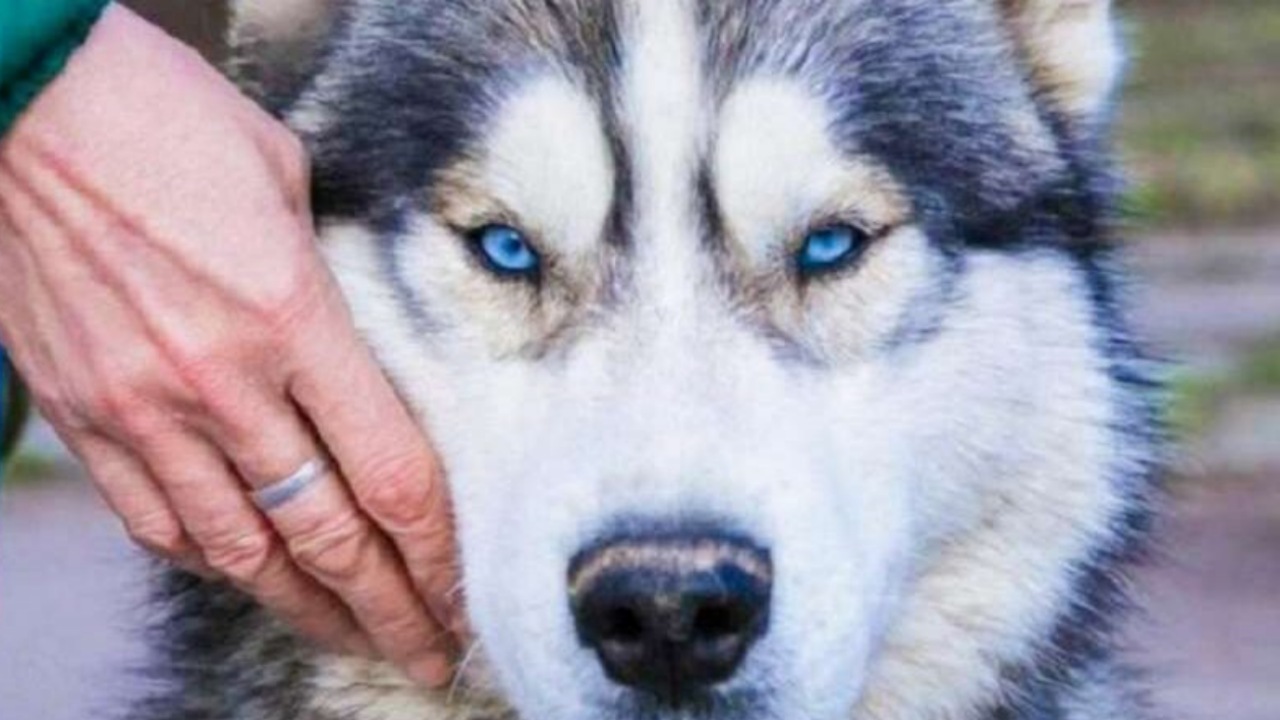 Husky si reca dietro le porte di un rifugio