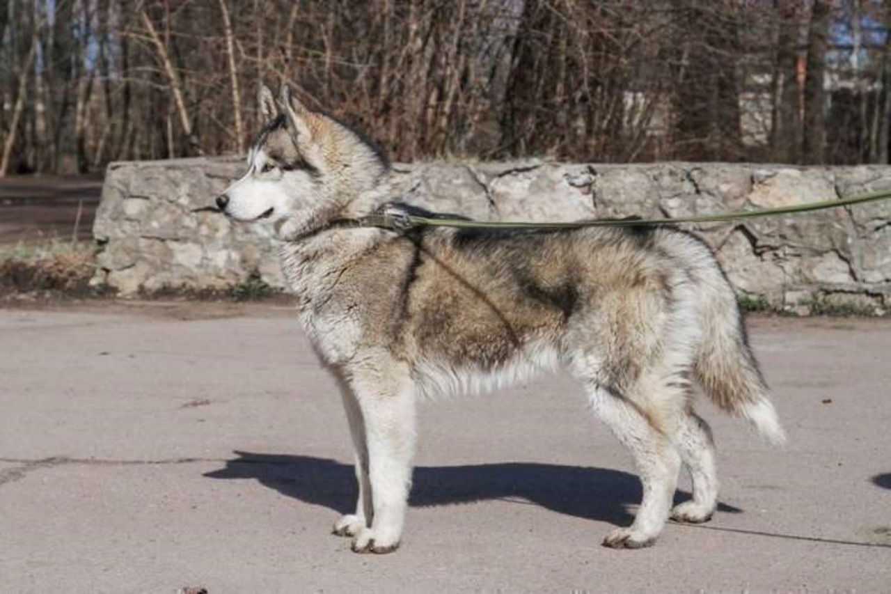 Husky si reca dietro le porte di un rifugio