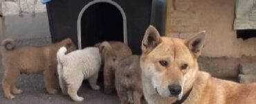 Mamma cane ed i suoi cuccioli accolti da un brav'uomo