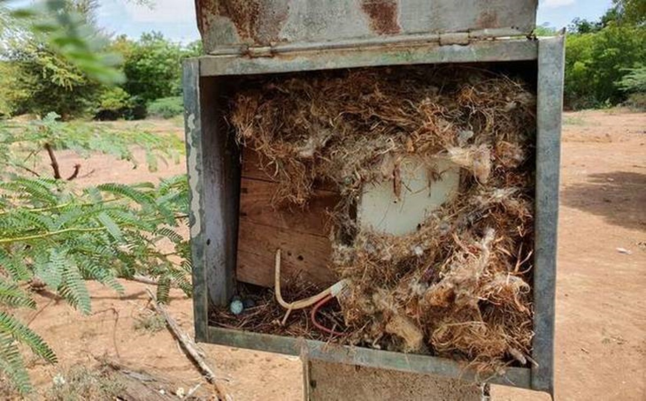 Pettirosso indiano costruisce il nido in un quadro elettrico