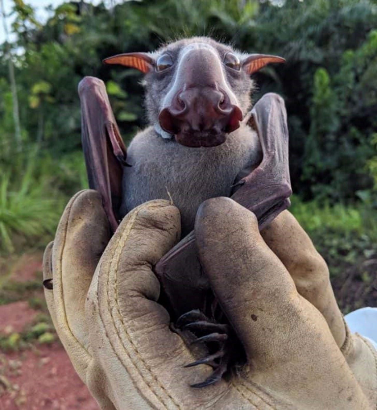 Pipistrello martello con la testa enorme