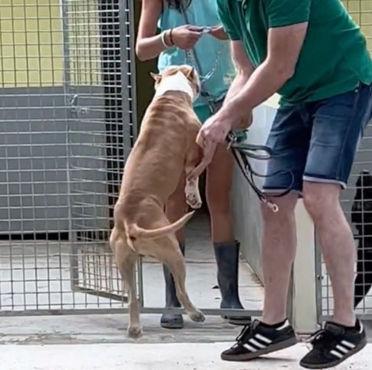 Pitbull incontra il suo nuovo papà ed impazzisce di gioia