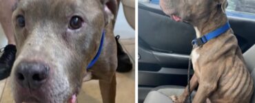 Pitbull ritrovato dopo 8 anni: la sua proprietaria non riesce a crederci