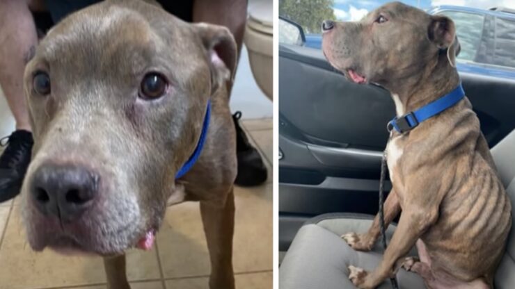 Pitbull ritrovato dopo 8 anni: la sua proprietaria non riesce a crederci