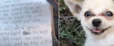 Trovato Chihuahua in aeroporto lasciato insieme ad una lettera