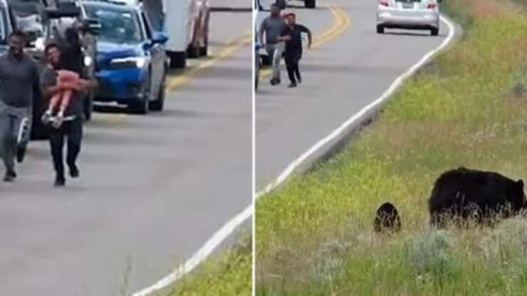 Turisti corrono incontro all'orso mettendosi in pericolo