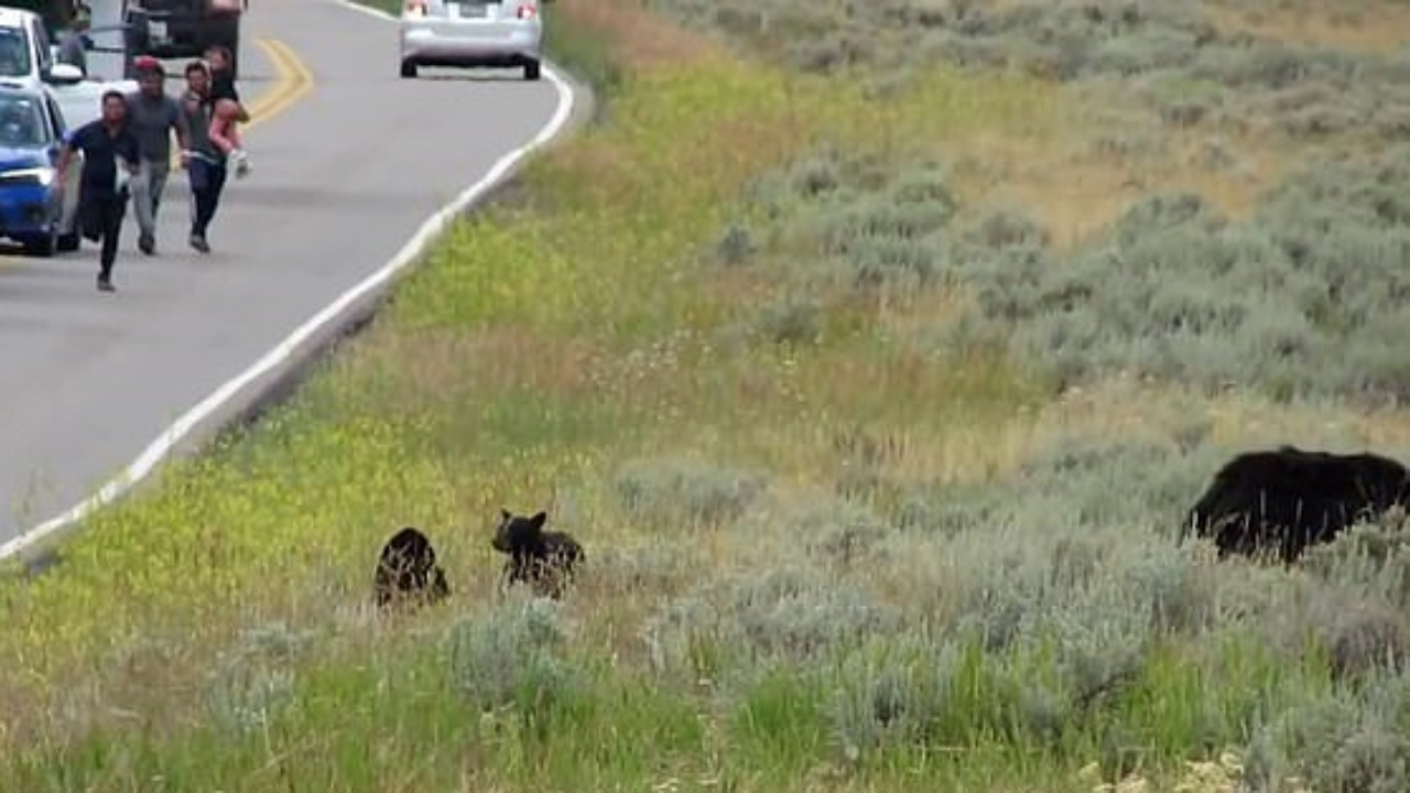 Turisti corrono incontro all'orso mettendosi in pericolo