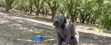 Volontaria salva un Pitbull molto malato