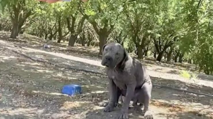 Volontaria salva un Pitbull molto malato