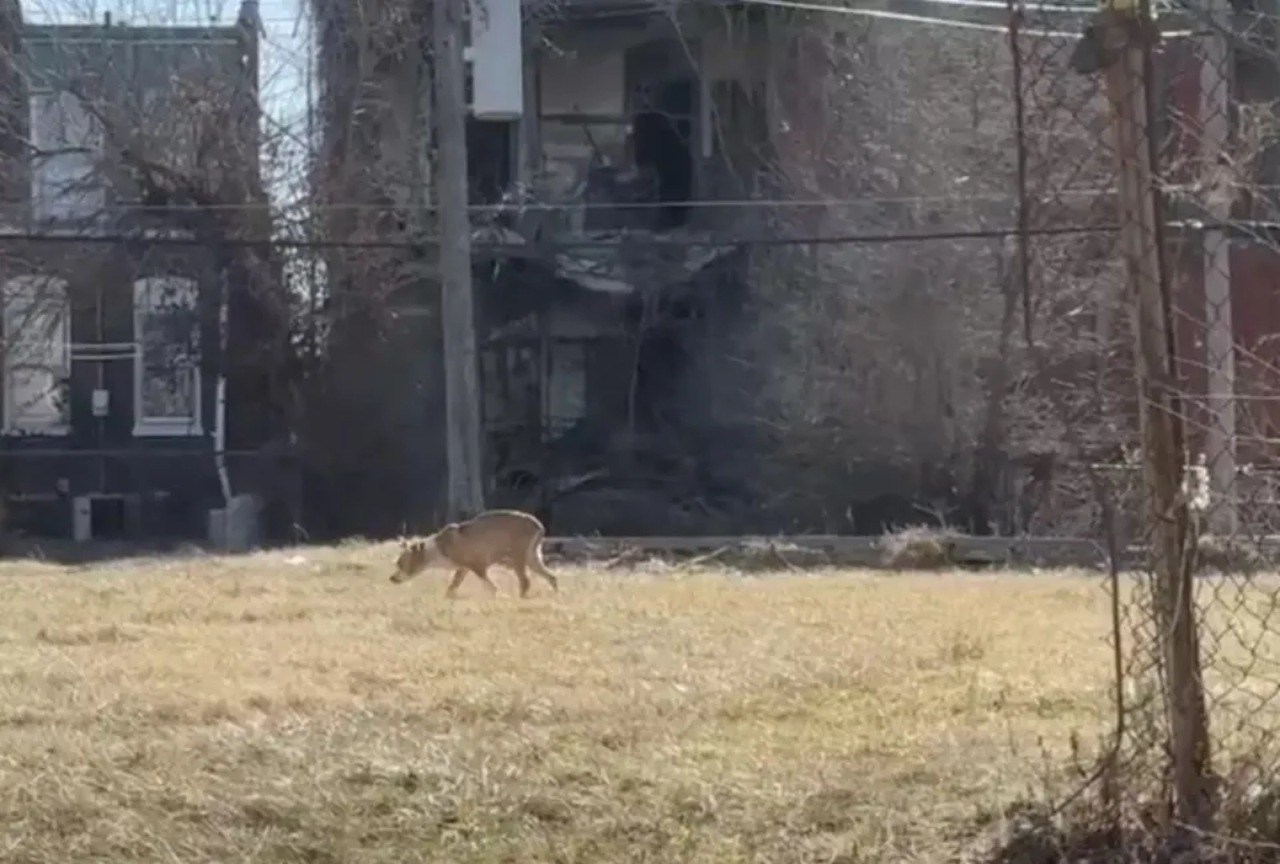 Volontarie trovano un cane in un edificio abbandonato