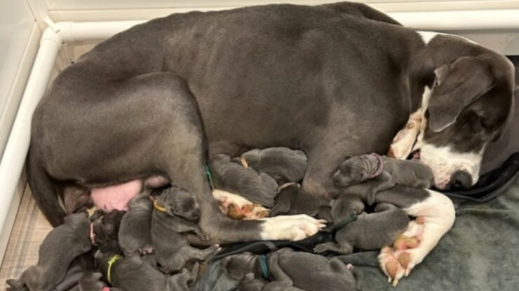 Alano dà alla luce 15 cuccioli