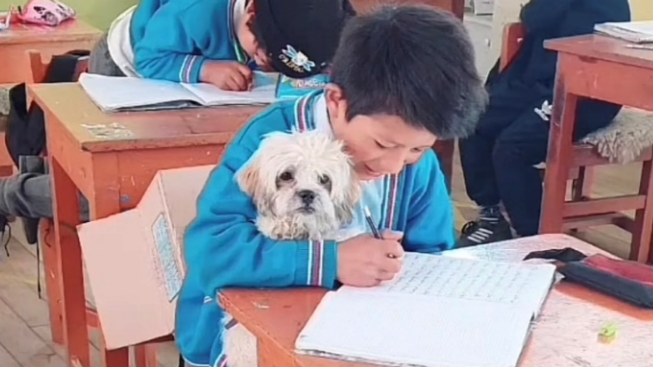 Bambino porta il cane a scuola per non lasciarlo solo