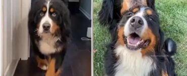 Bovaro del Bernese adottato da una donna