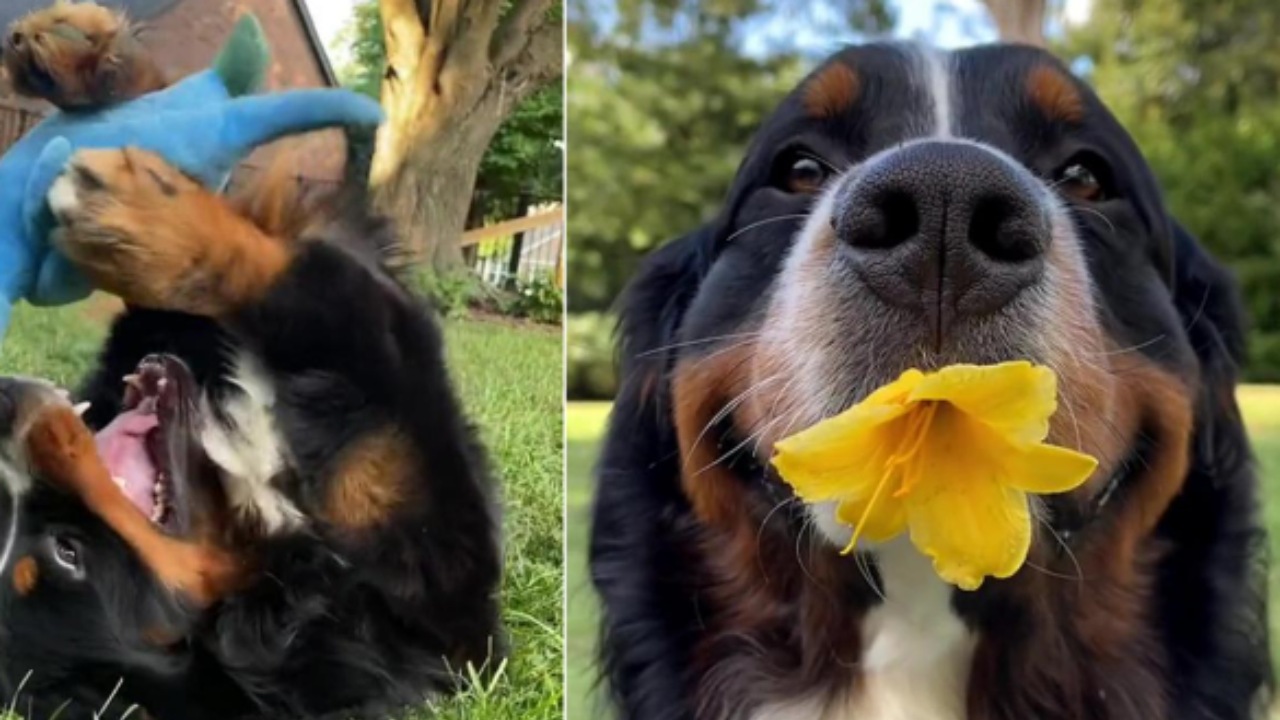 Bovaro del Bernese adottato da una donna