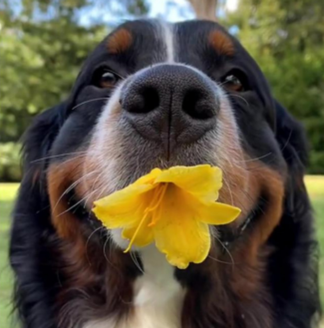 Bovaro del Bernese adottato da una donna