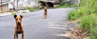 Cagnolini fratelli cercano casa