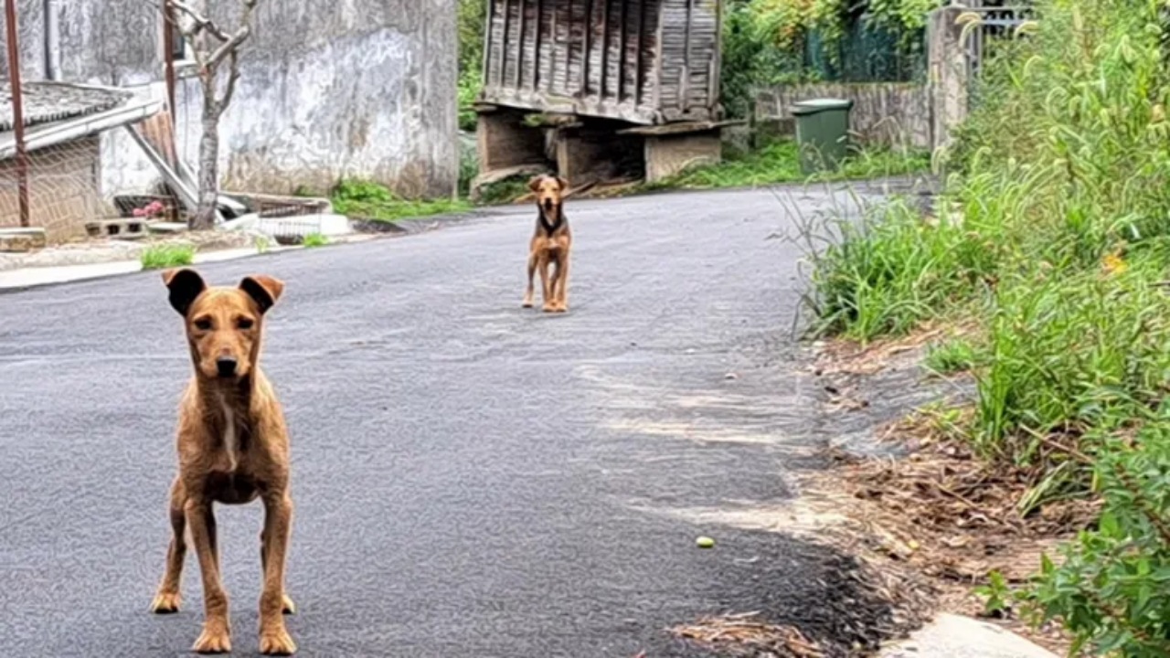 Cagnolini fratelli cercano casa