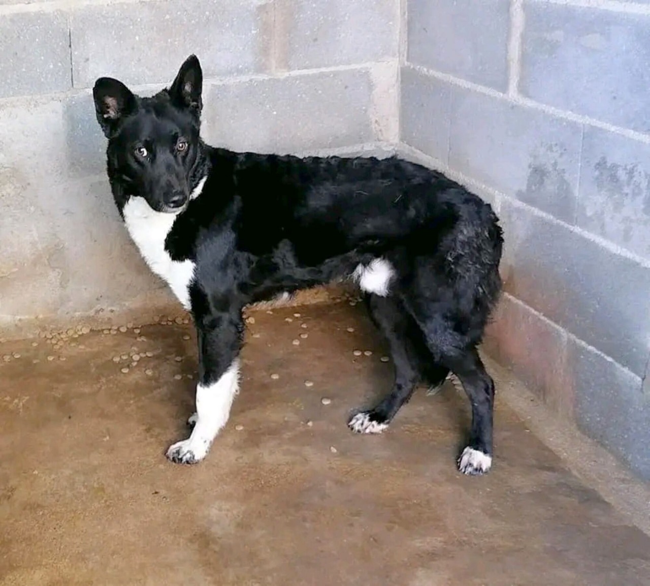 Cagnolino adottato dopo aver passato due anni in canile