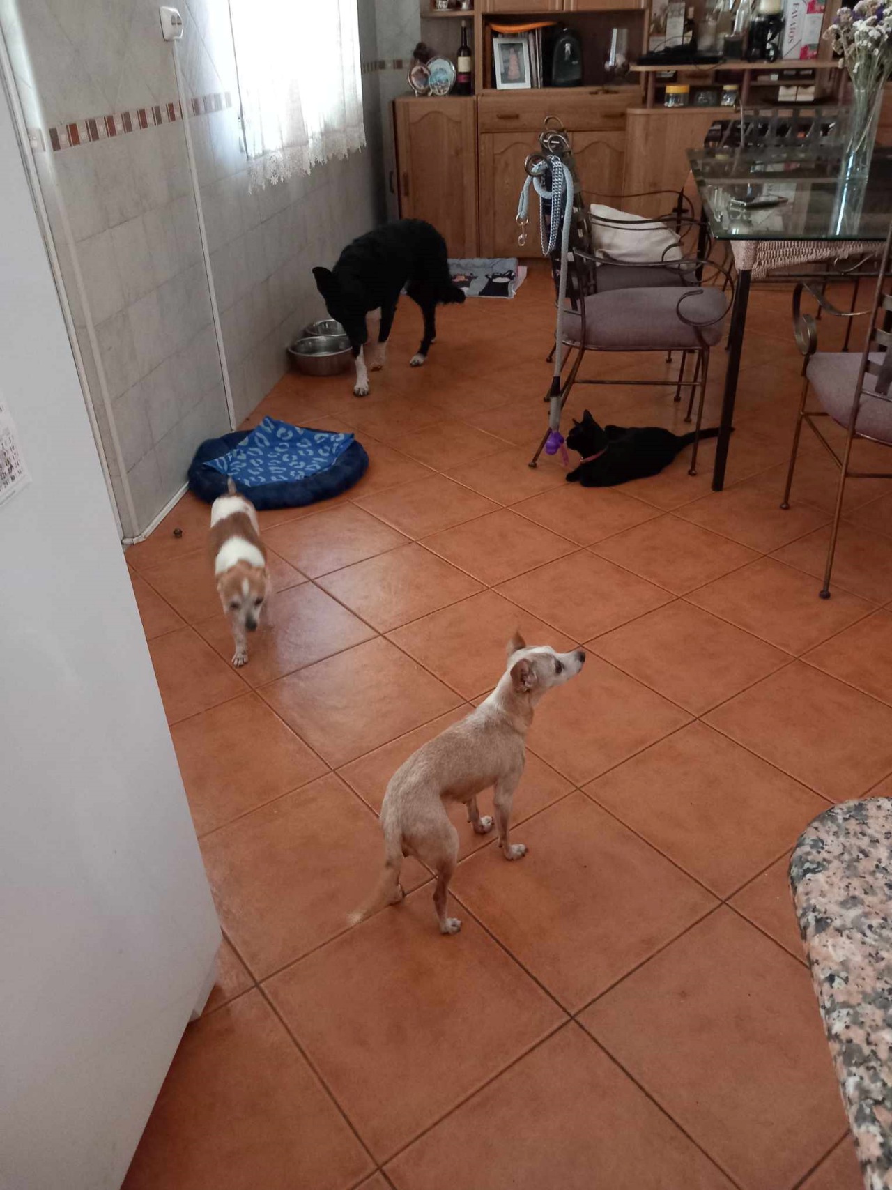 Cagnolino adottato dopo aver passato due anni in canile