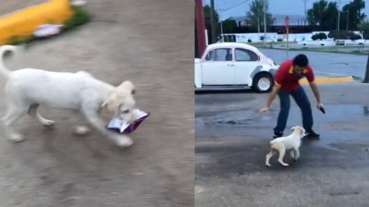 Cagnolino ruba le patatine da un negozio