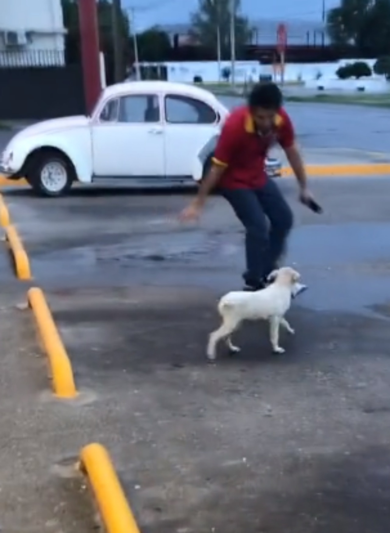 Cagnolino ruba le patatine da un negozio