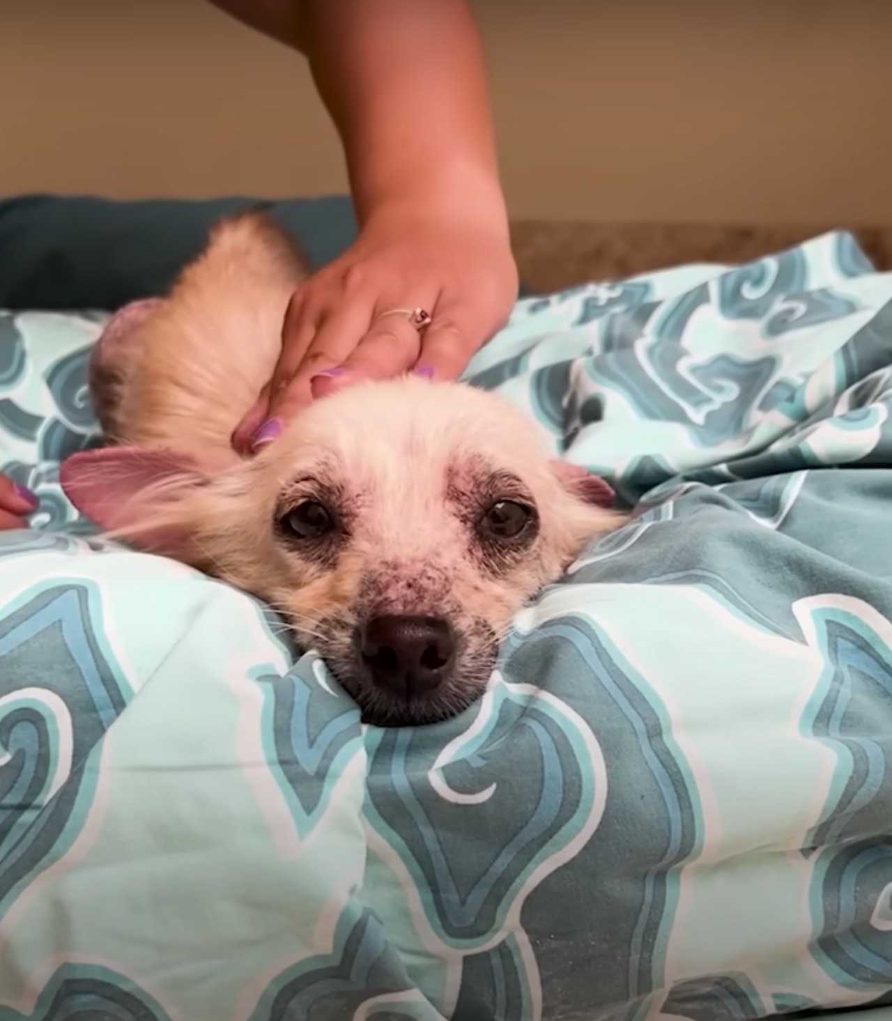 Cagnolino trovato da una donna che gli salva la vita