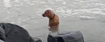 Cane abbandonato in spiaggia