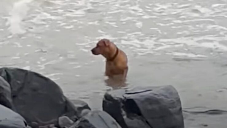 Cane abbandonato in spiaggia