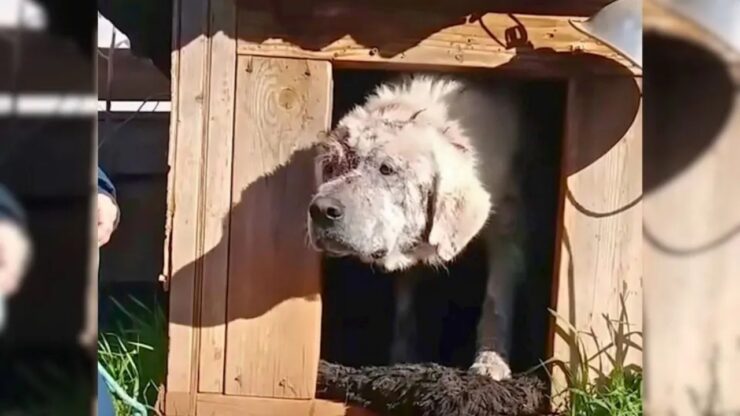 Cane abbandonato nella cuccia salvato dai volontari