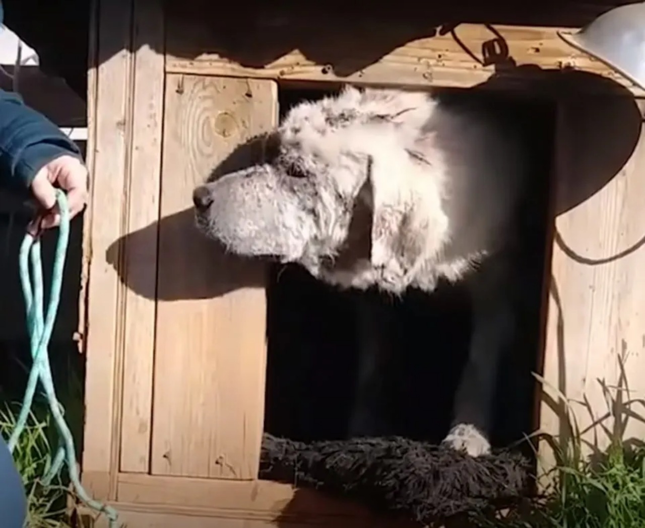 Cane abbandonato nella cuccia salvato dai volontari