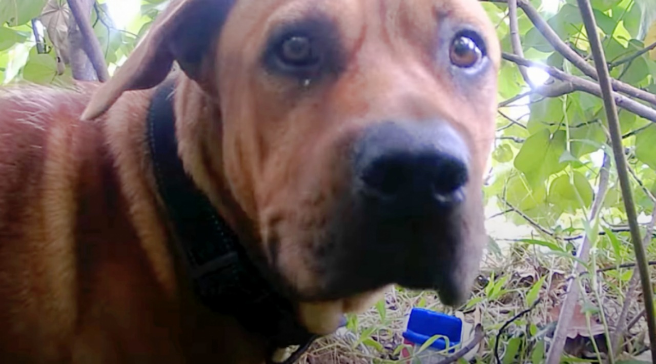 Cane abbandonato in spiaggia