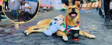 Cane atleta partecipa alla maratona