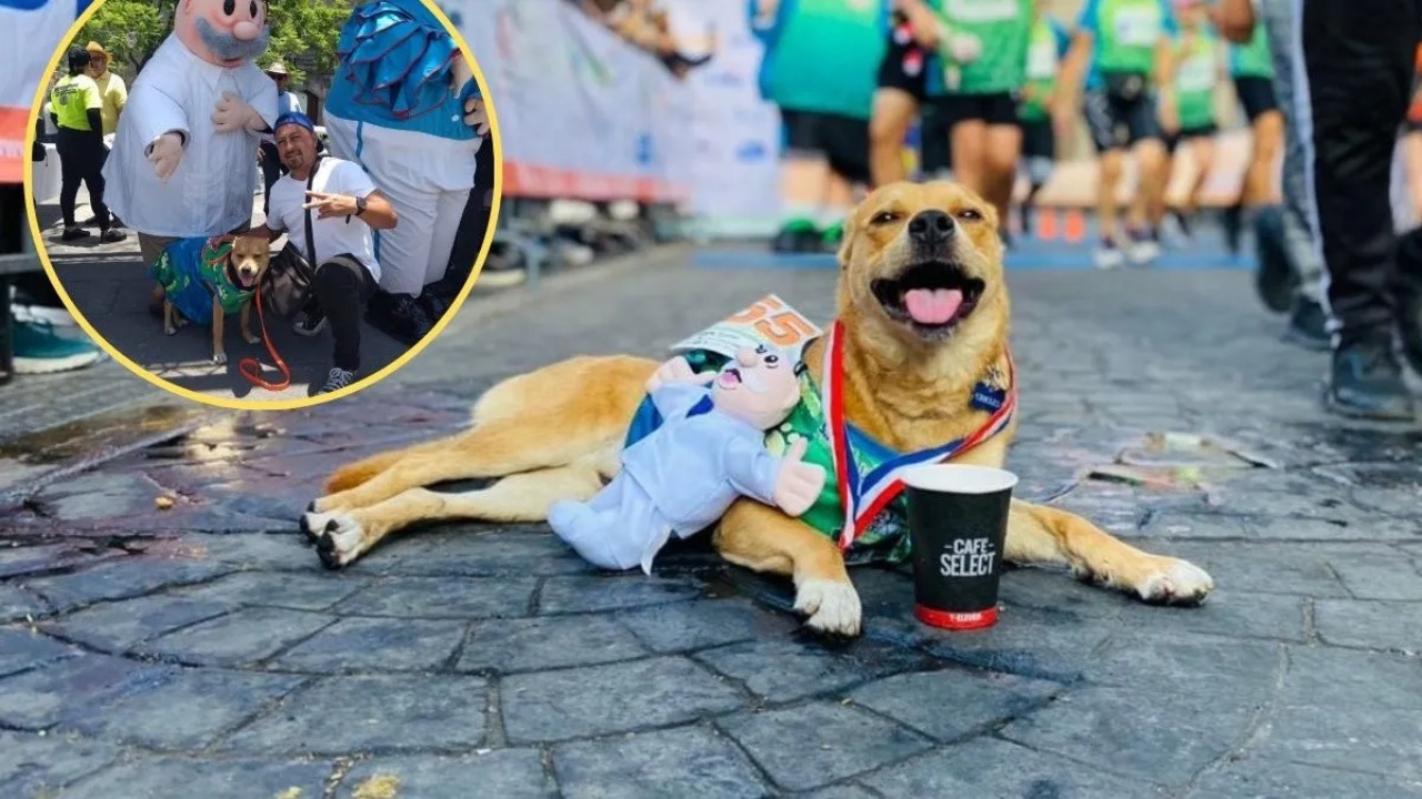 Cane atleta partecipa alla maratona