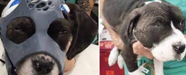 Cane con fratture alla testa indossa una maschera speciale