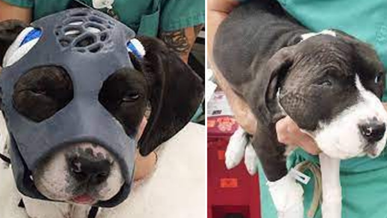 Cane con fratture alla testa indossa una maschera speciale