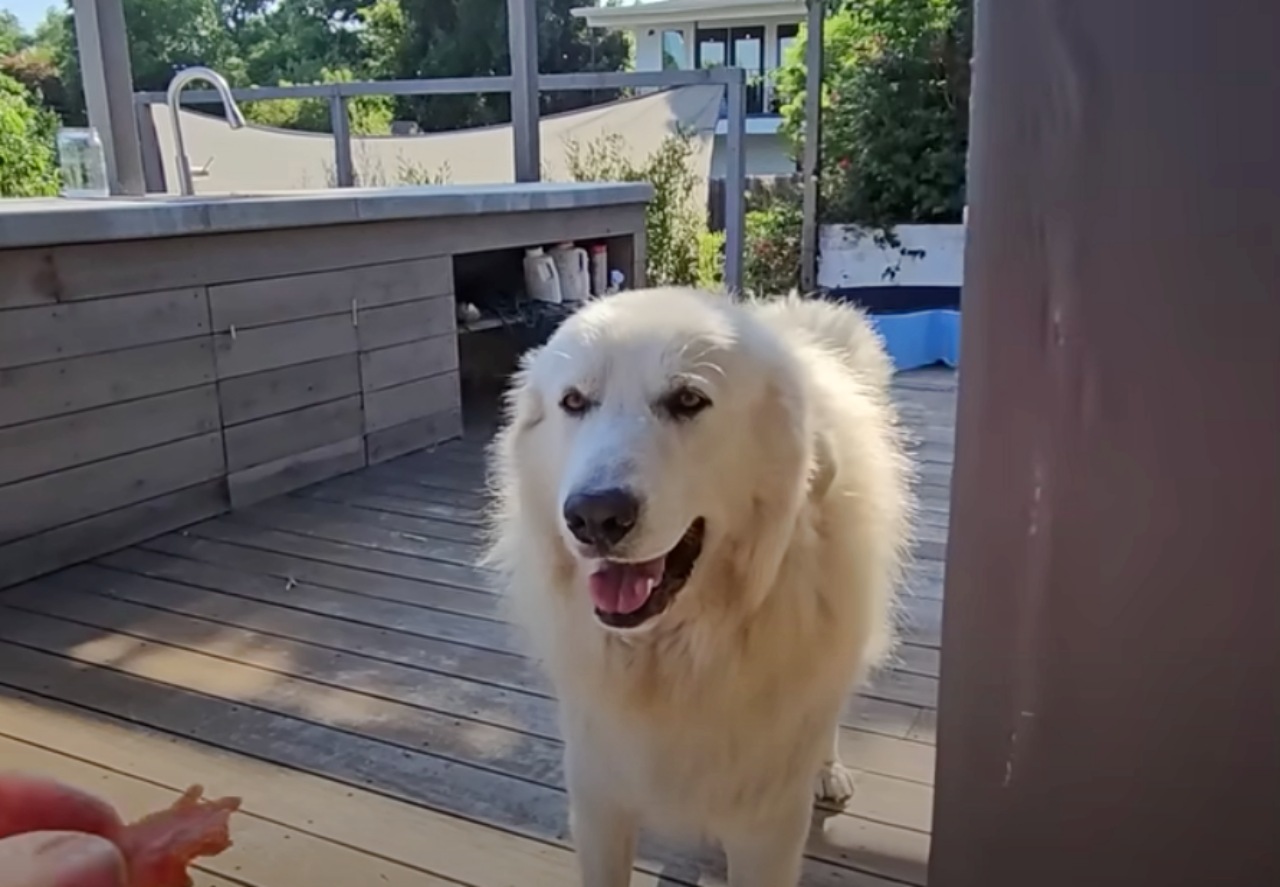 Cane dei pirenei molto impaurito